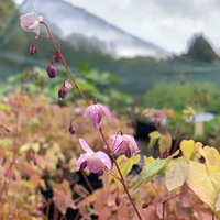 Epimedium grandiflorum 'Koji'